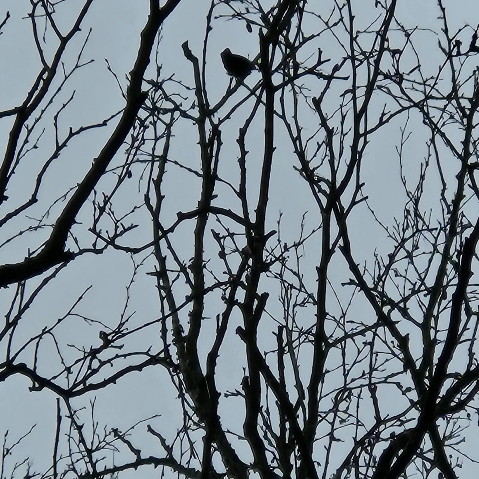 Gespotte Zanglijster