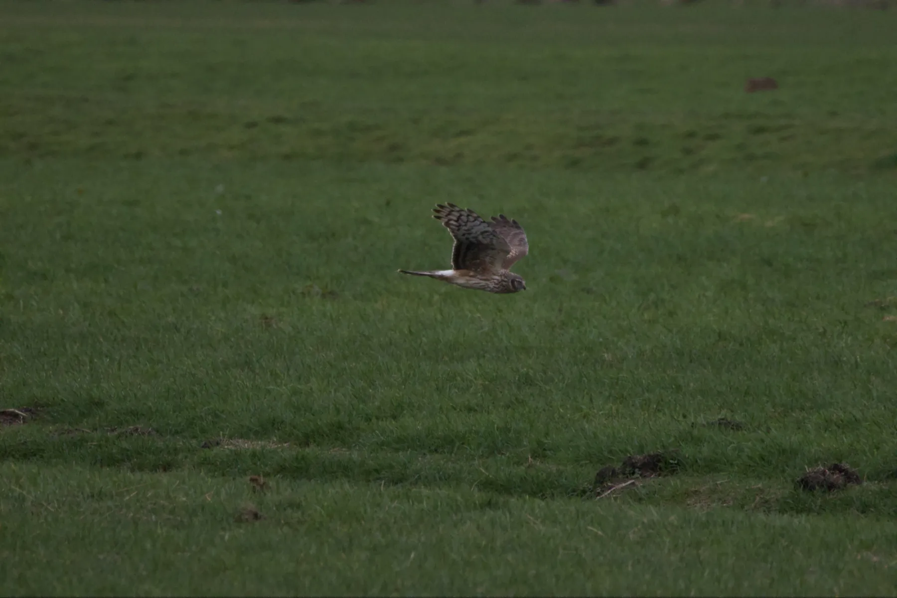 Gespotte Blauwe kiekendief