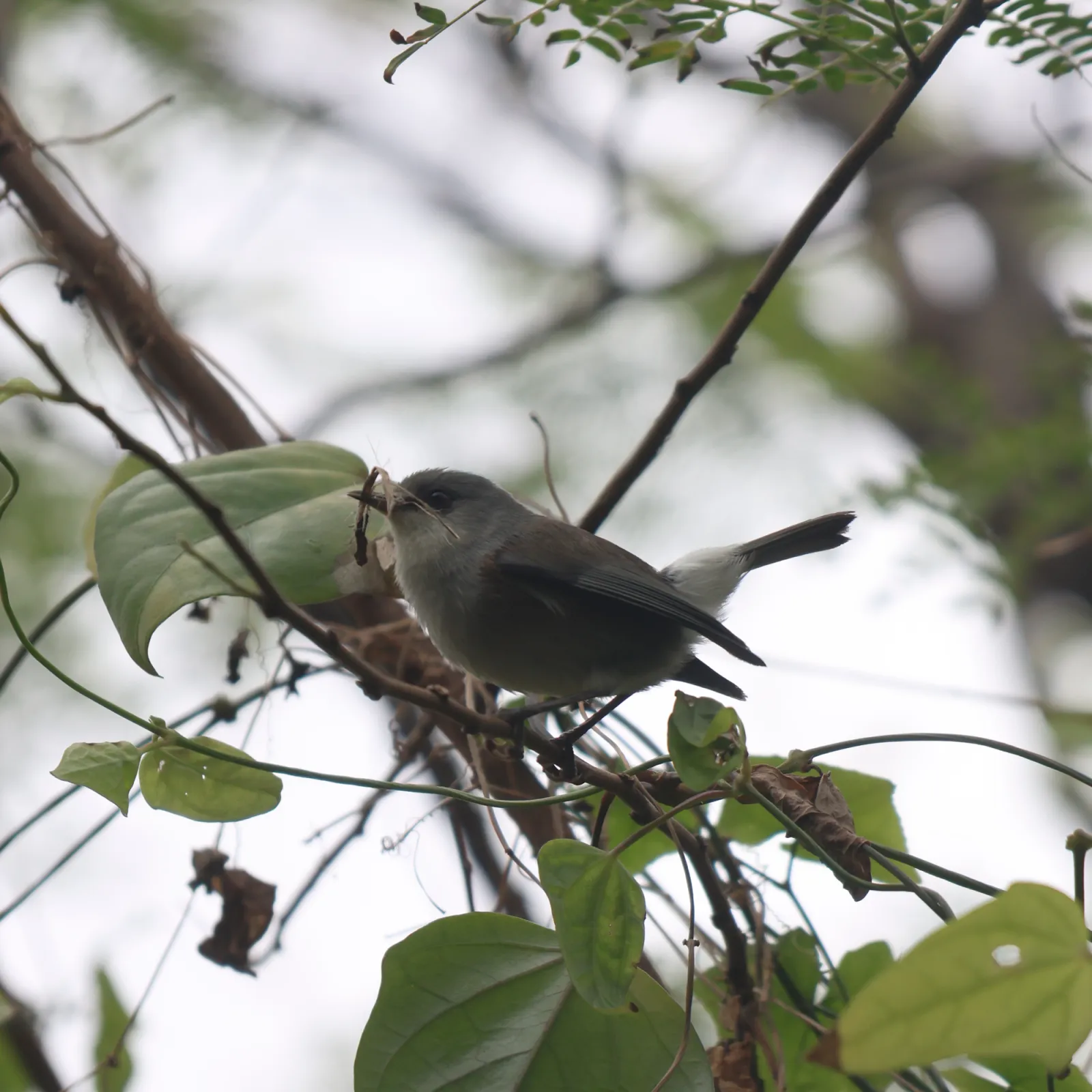 Waargenomen Grijze réunionbrilvogel
