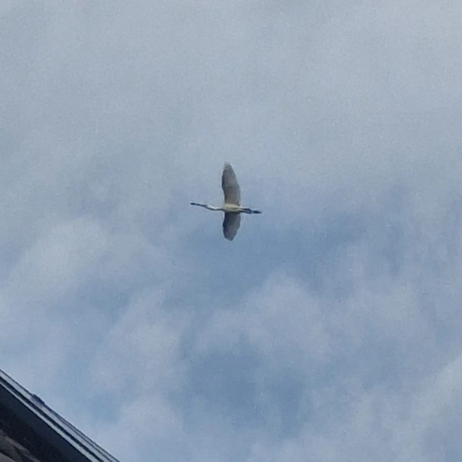 Waargenomen Kraanvogel
