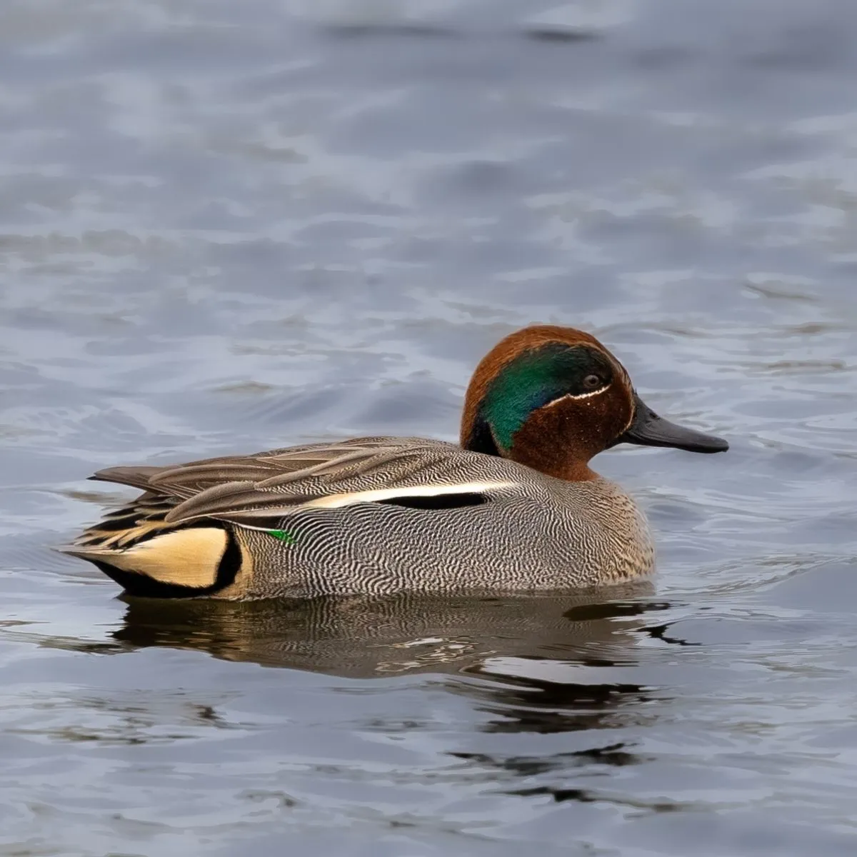 Gespotte Wintertaling