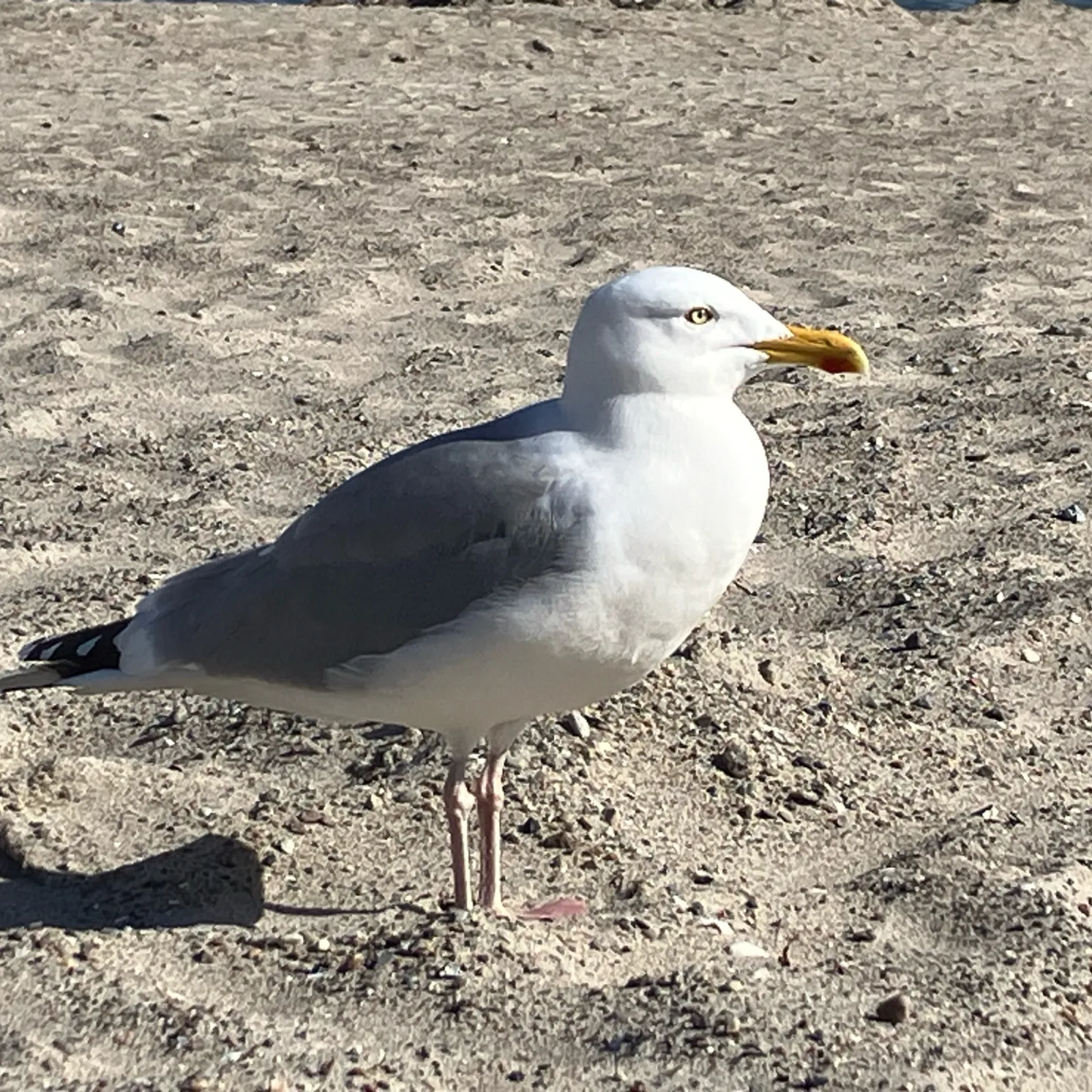 Spotted European Herring Gull