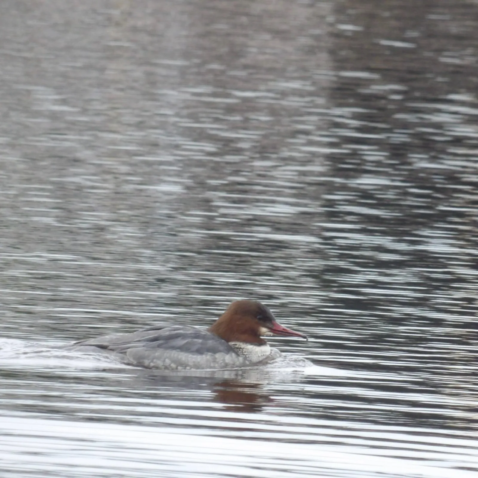 Gespotte Grote zaagbek