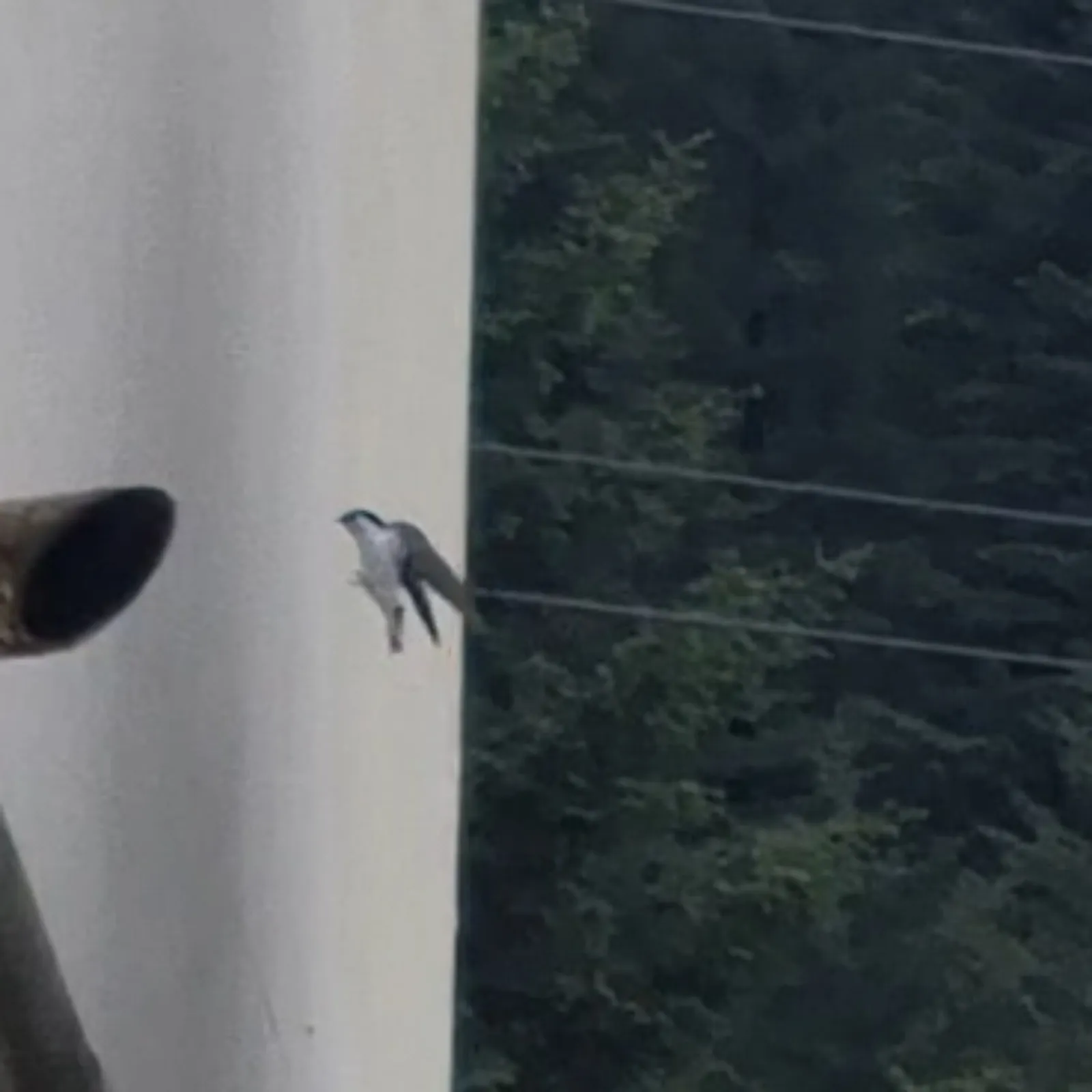 Spotted Violet-green Swallow