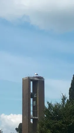 Gespotte Ooievaar