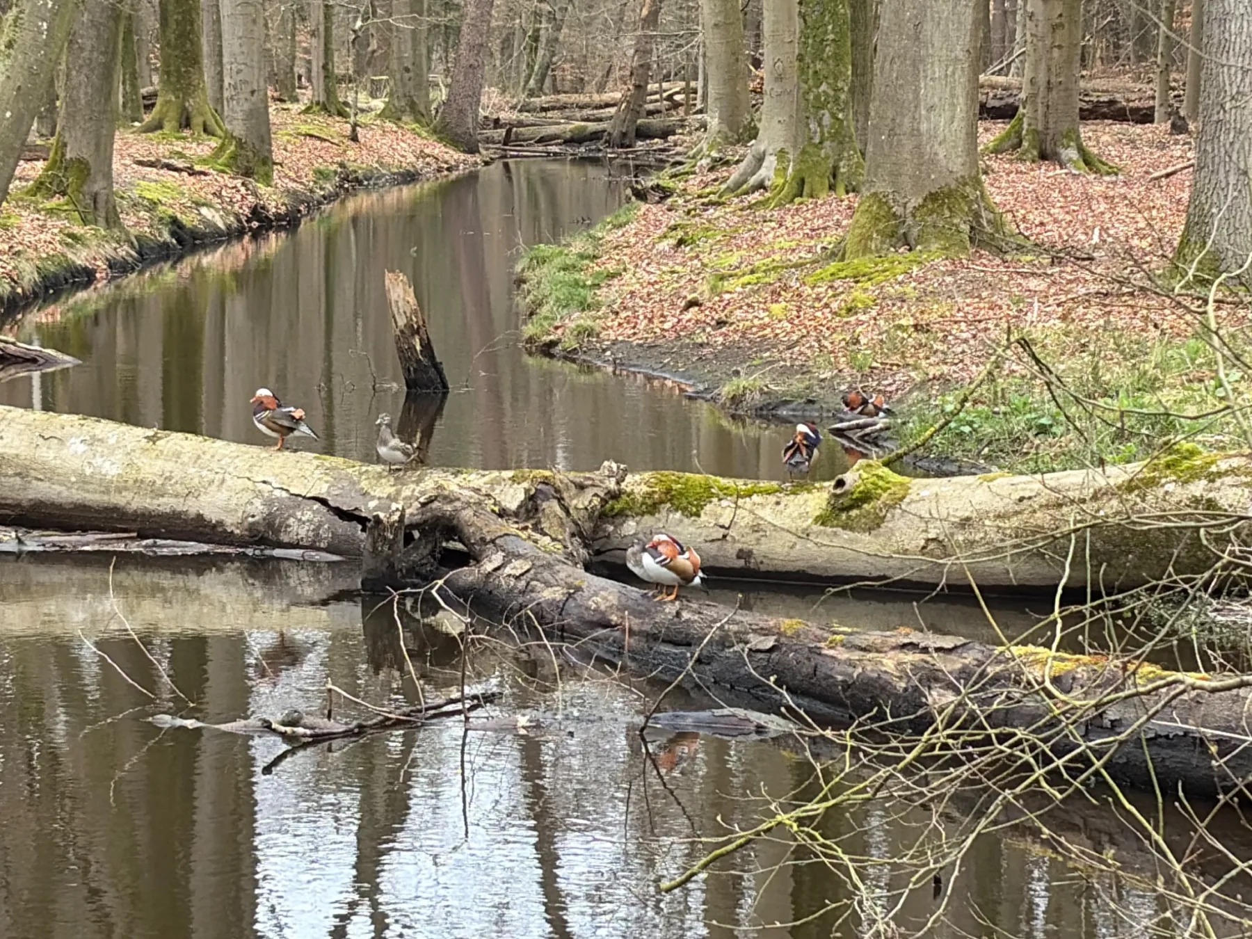 Gespotte Mandarijneend