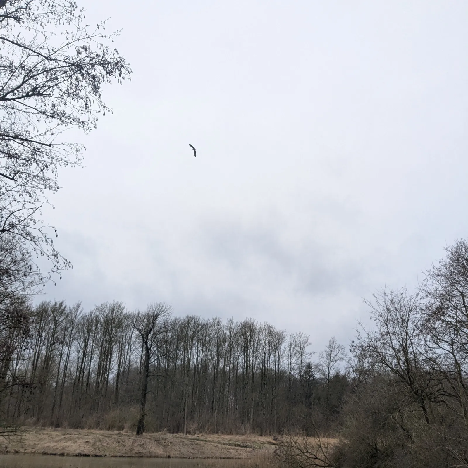 Gespotte Blauwe reiger