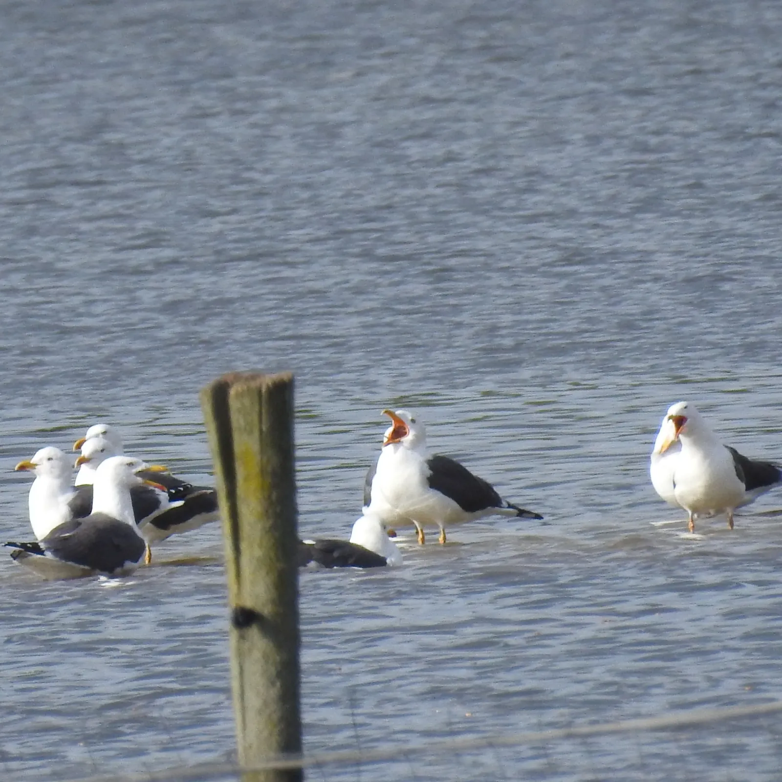 Gespotte Kleine mantelmeeuw