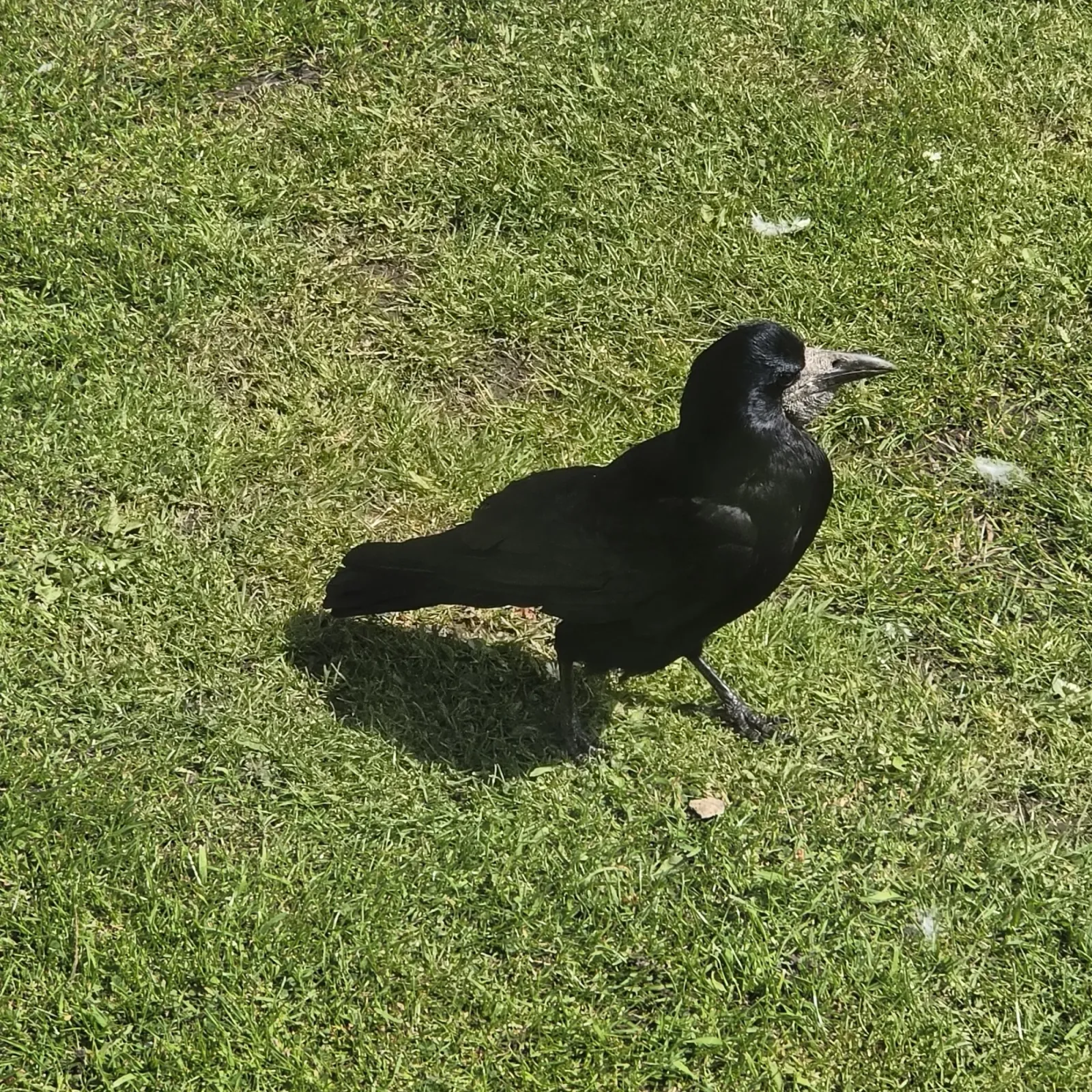 Spotted Rook