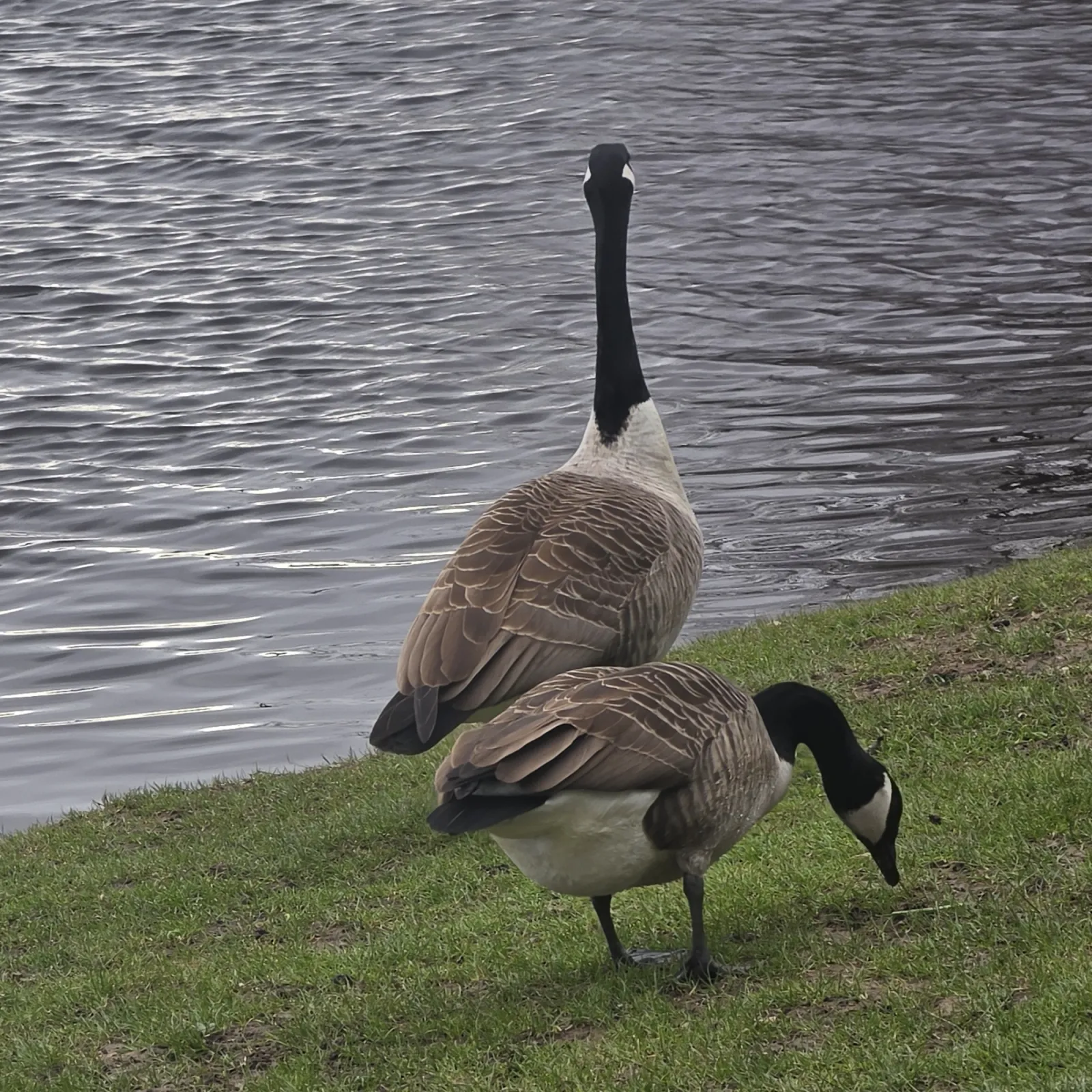 Spotted Canada Goose