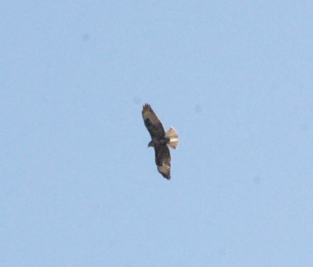 Gespotte Buizerd