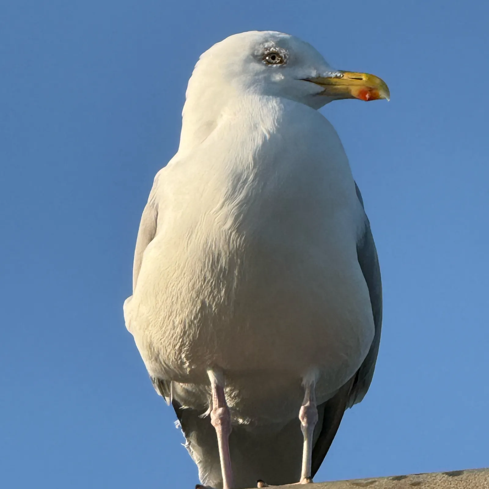 Gespotte Zilvermeeuw