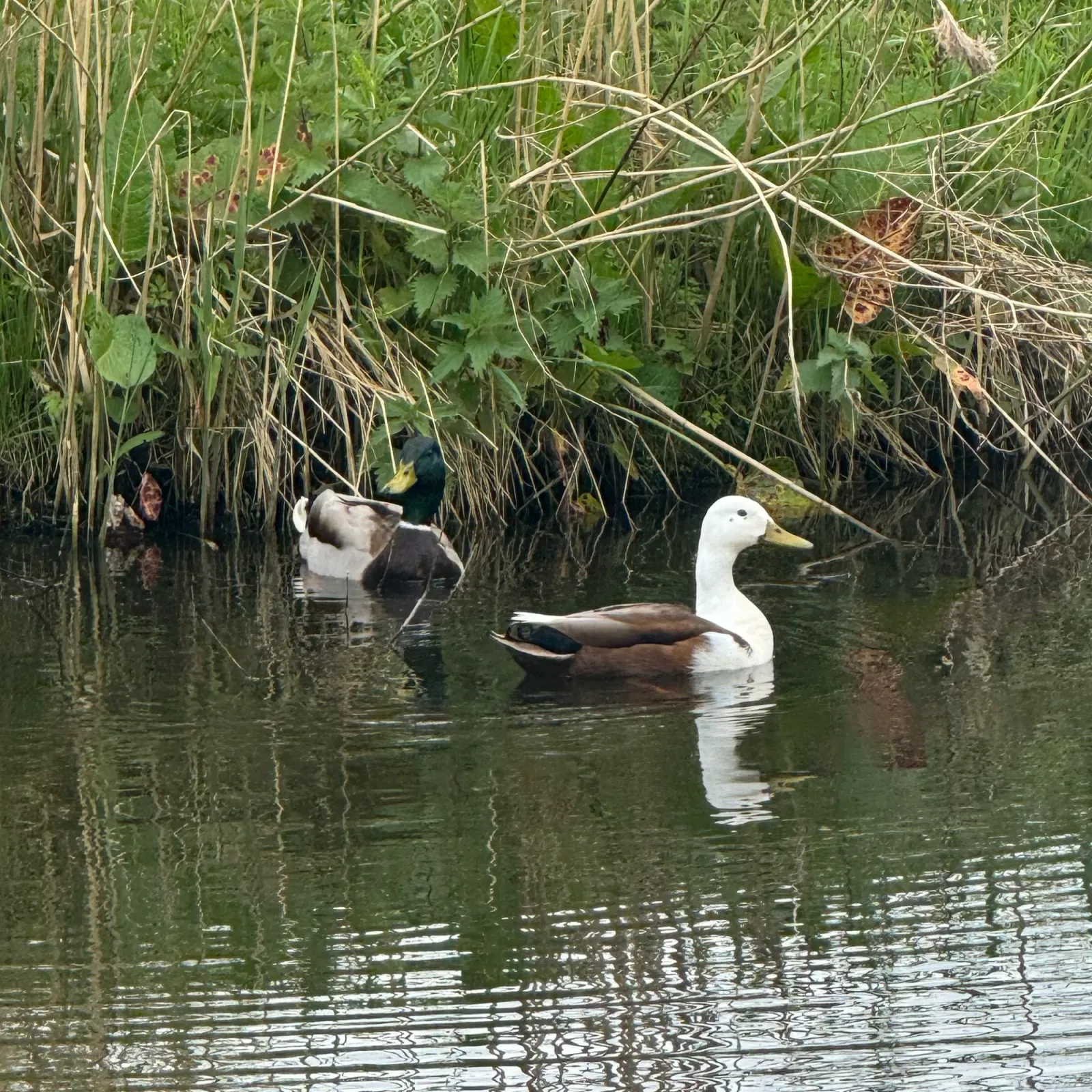 Waargenomen Wilde eend