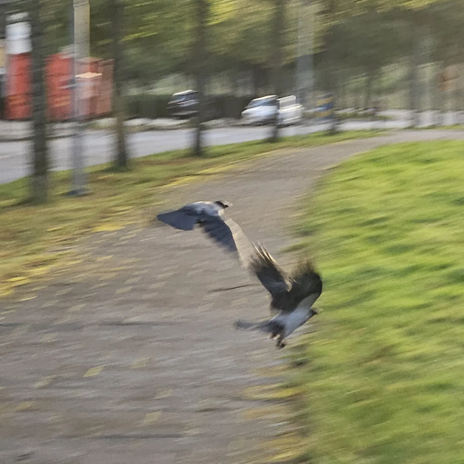 Spotted Hooded Crow