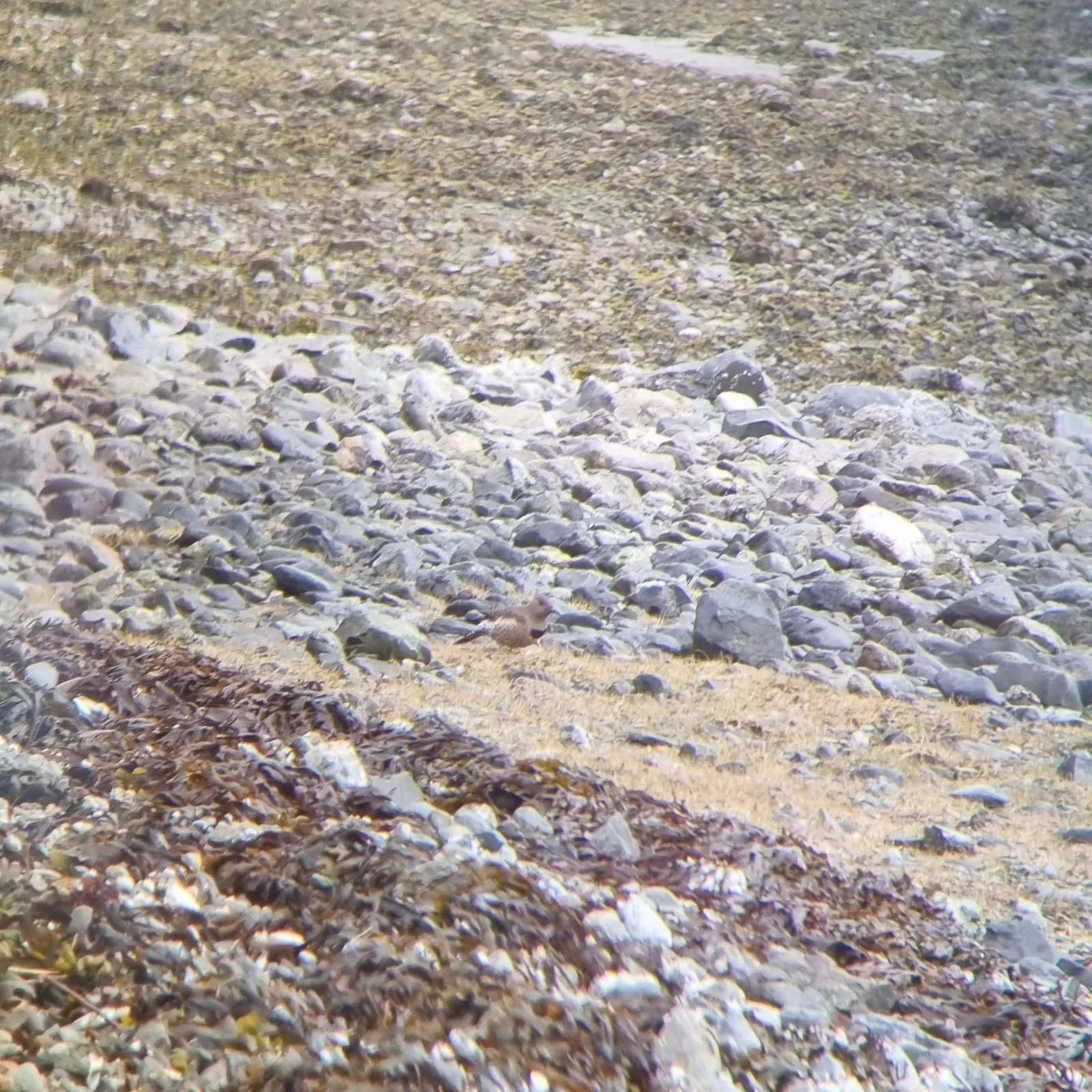 Spotted Northern Flicker