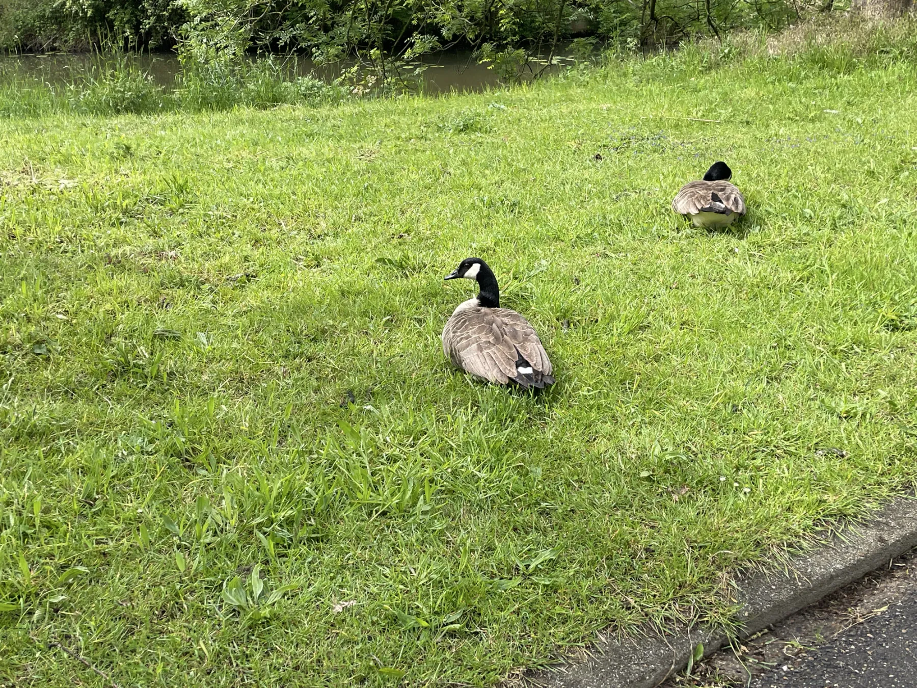 Waargenomen Grote Canadese gans
