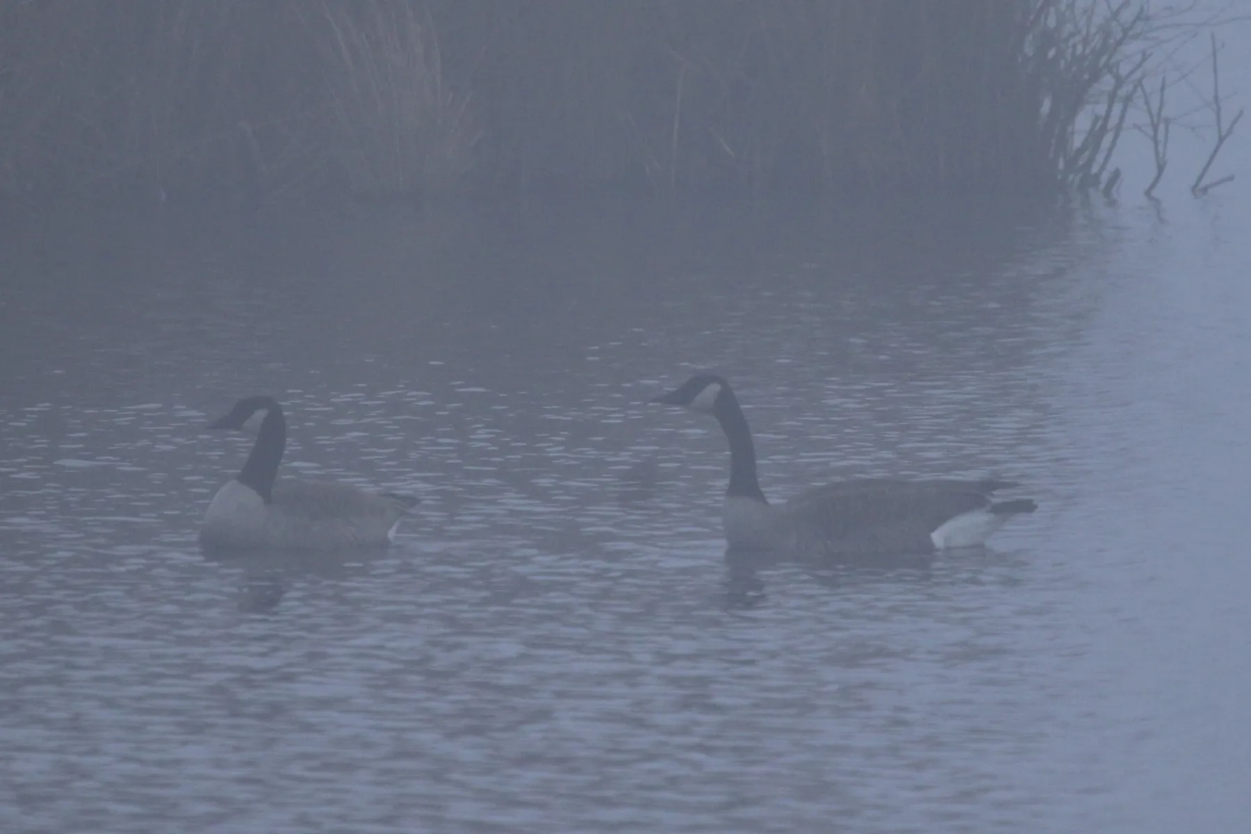 Gespotte Grote Canadese gans