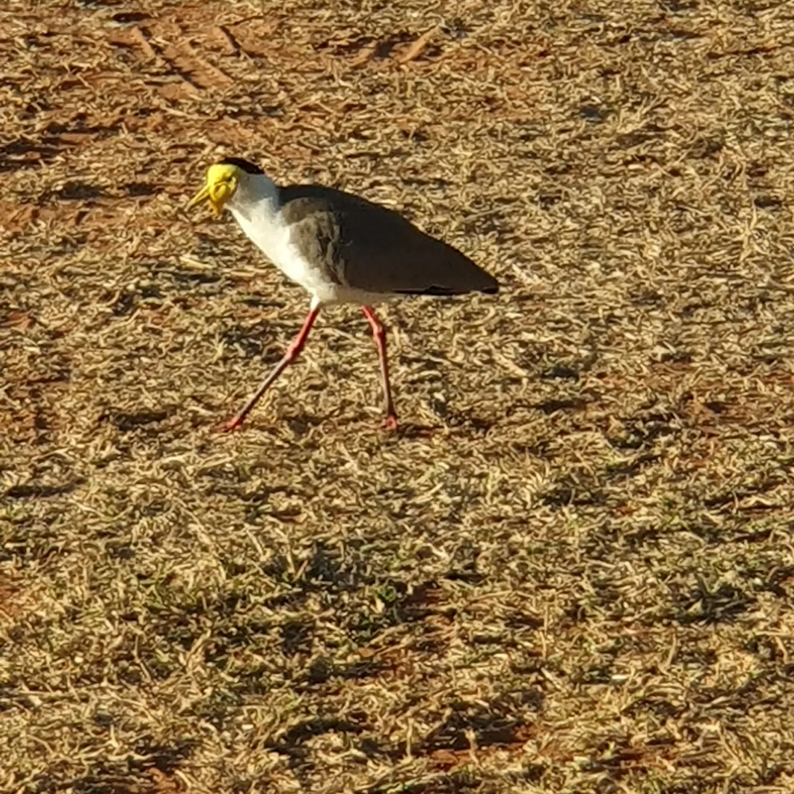 Gespotte Maskerkievit