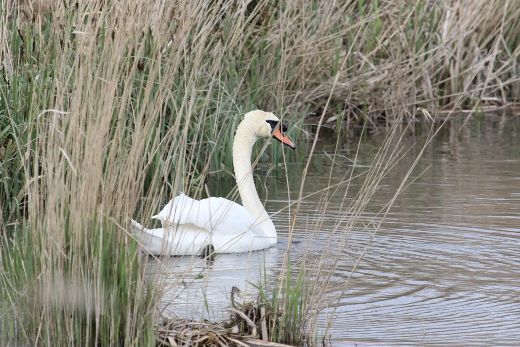 Gespotte Knobbelzwaan