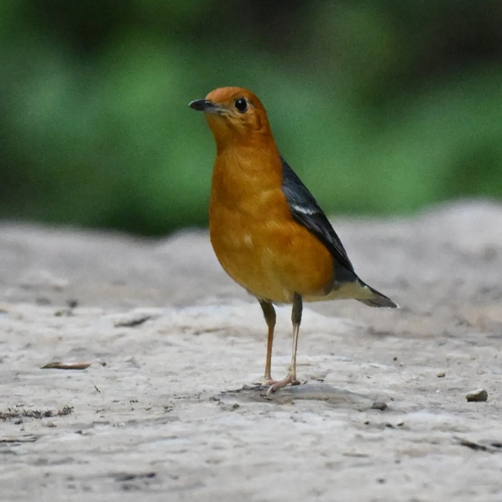 Gespotte Damalijster