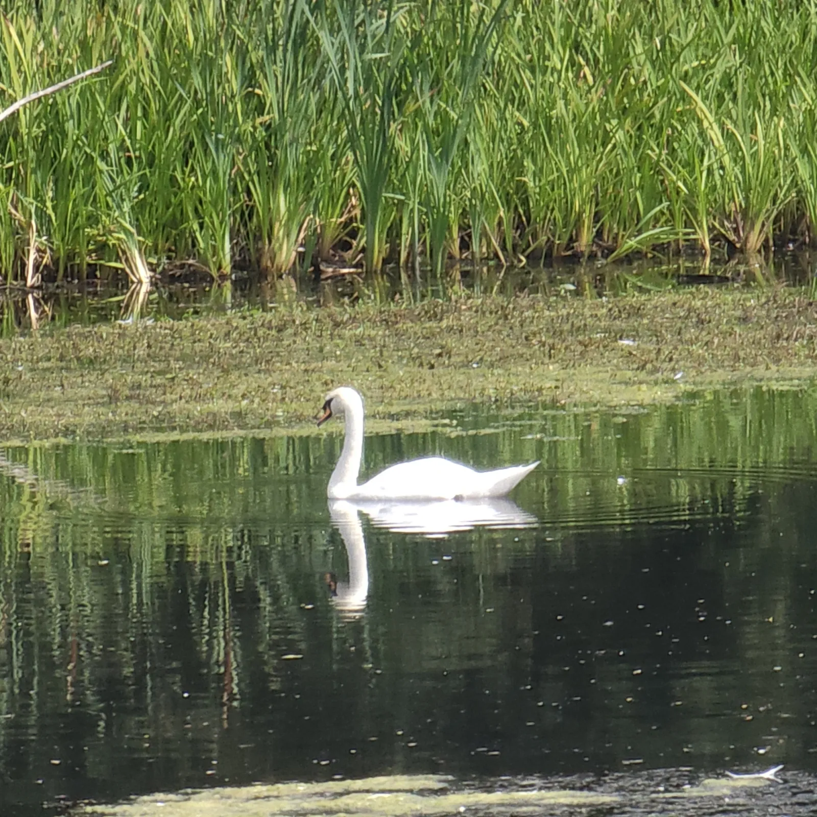 Spotted Mute Swan