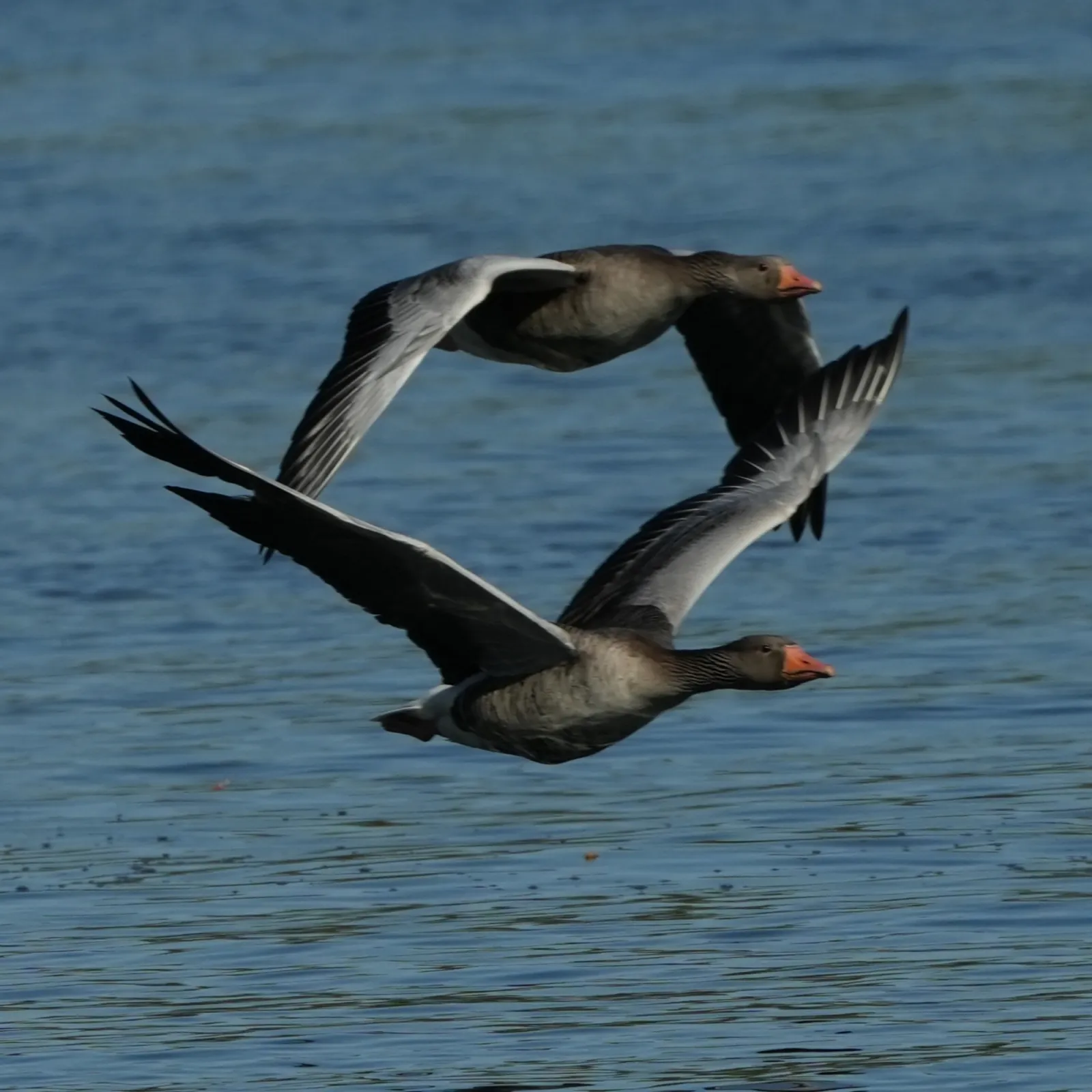 Gespotte Grauwe gans
