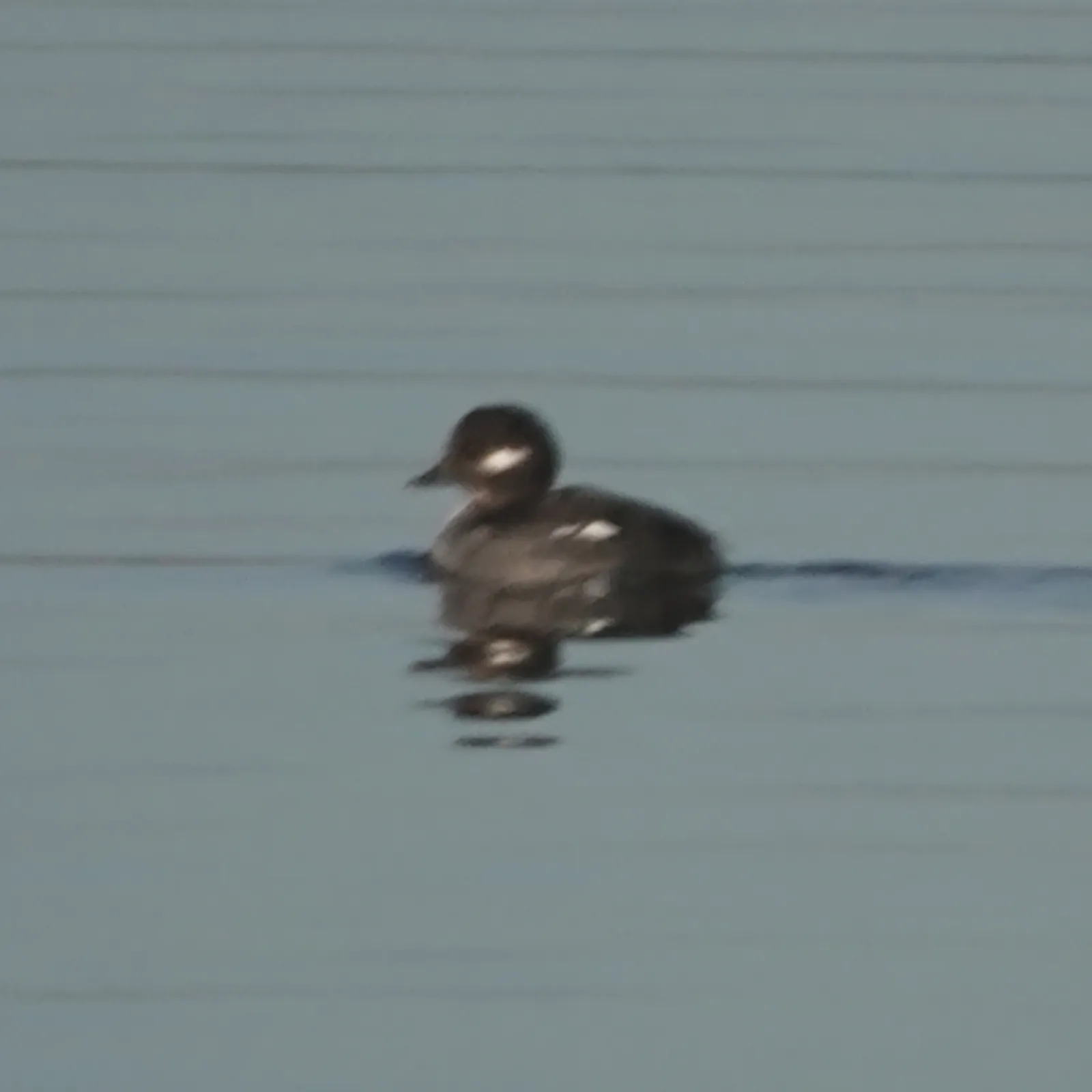 Gespotte Buffelkopeend