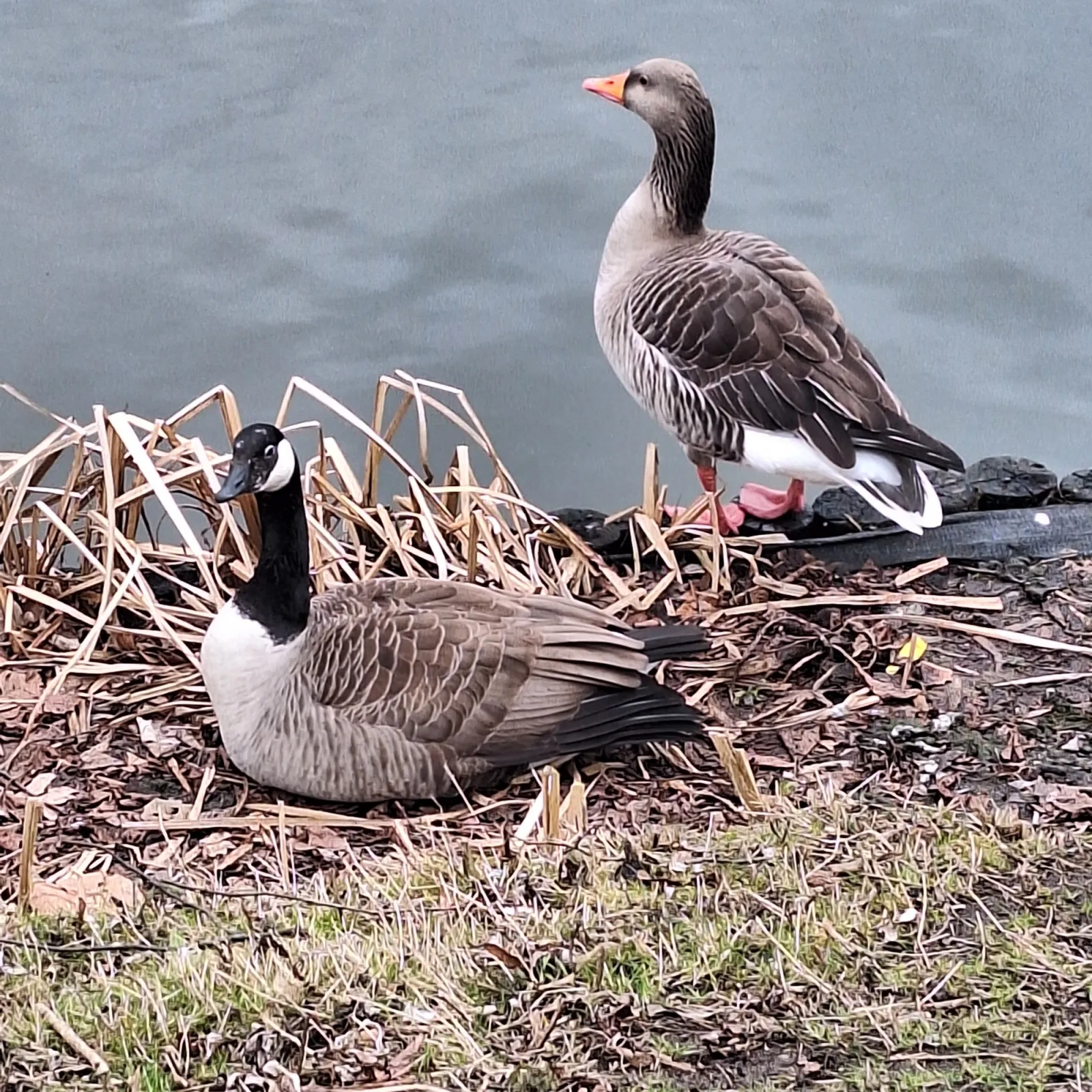 Gespotte Grauwe gans