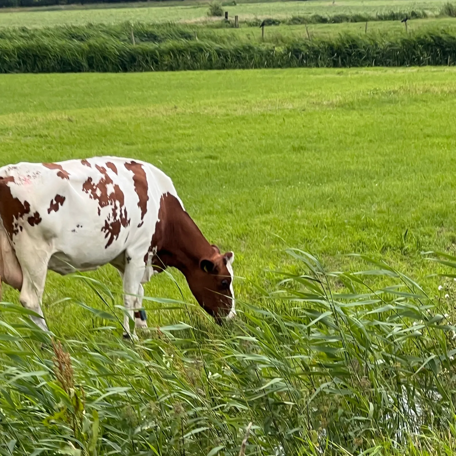 Waargenomen Koekoek