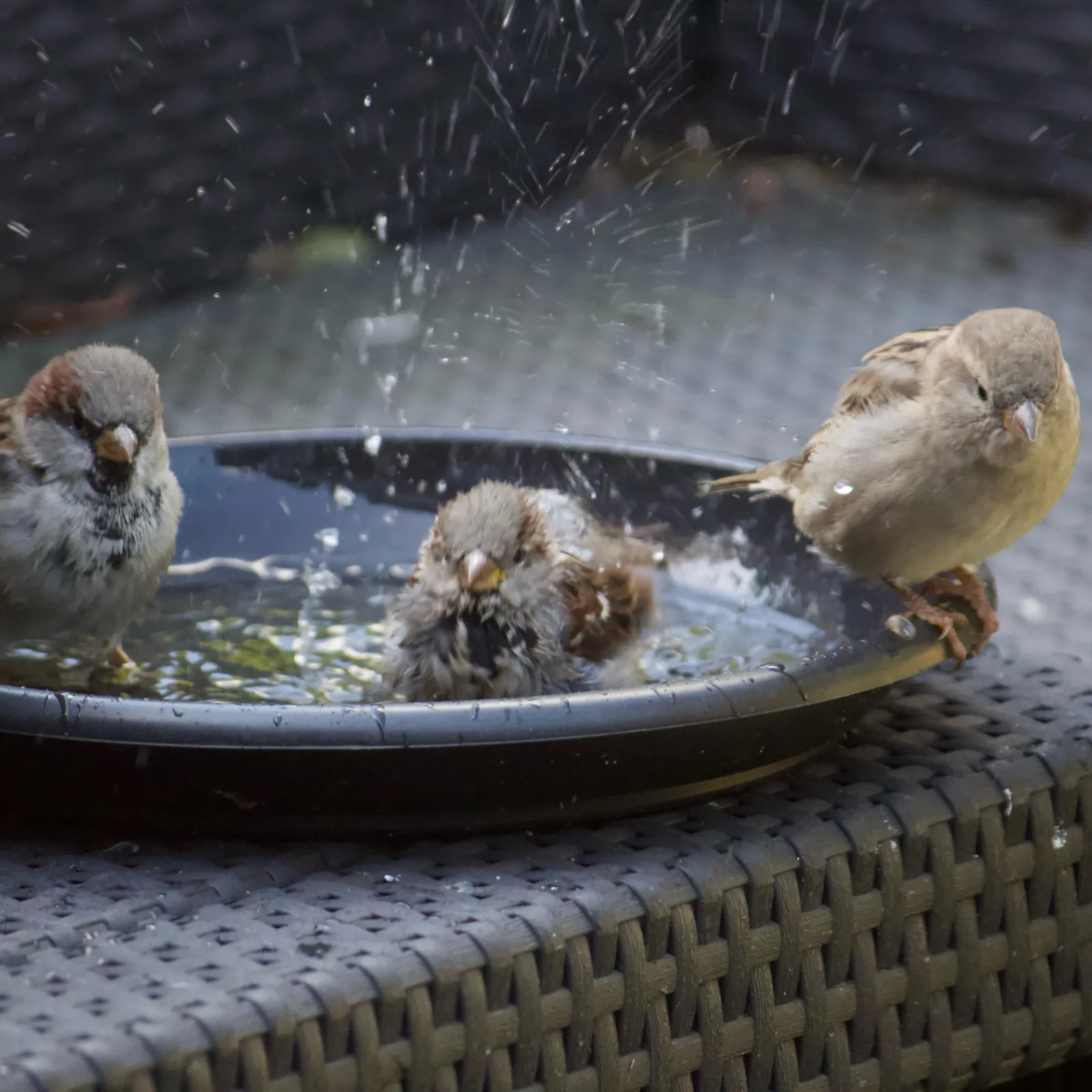 Spotted House Sparrow