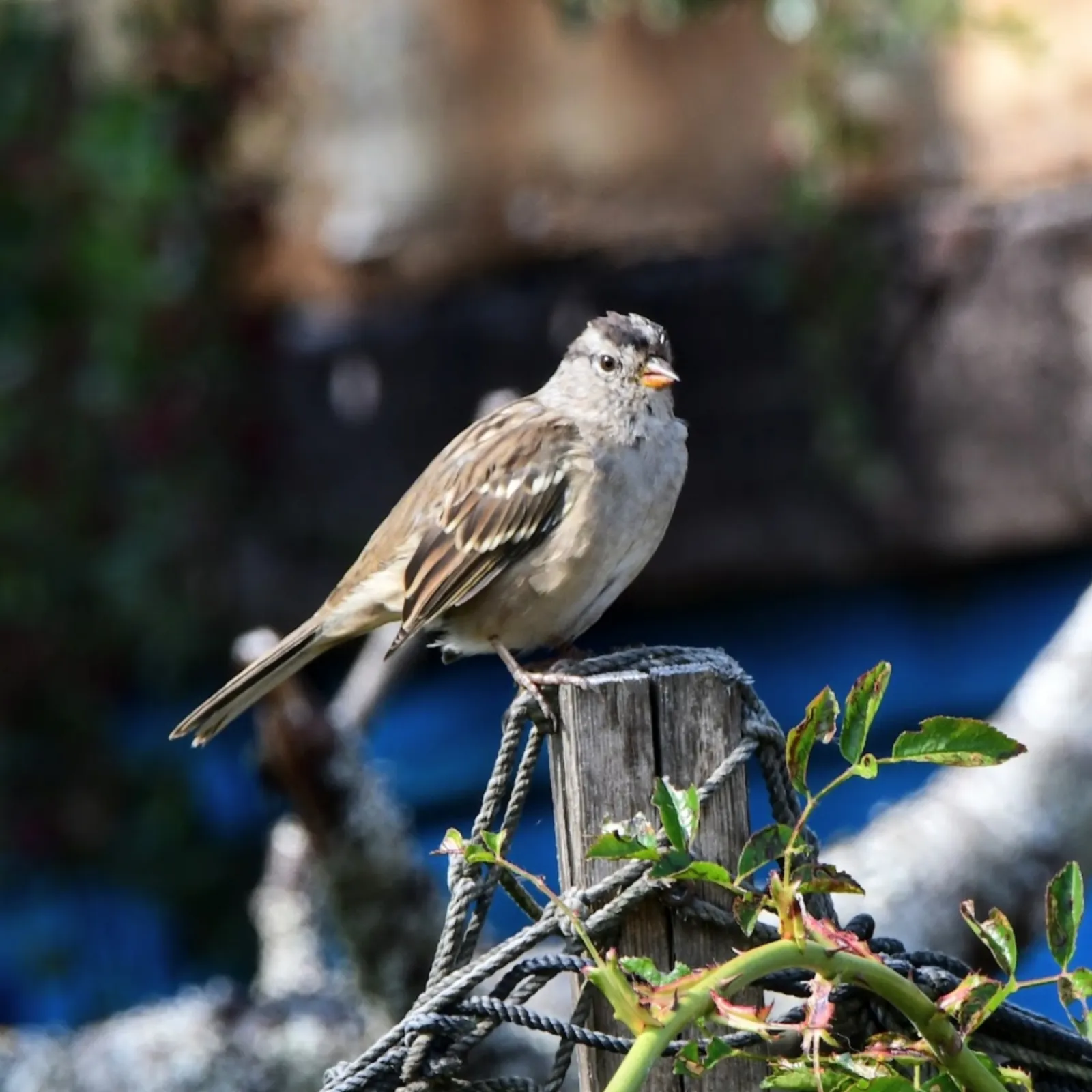 Gespotte Witkruingors