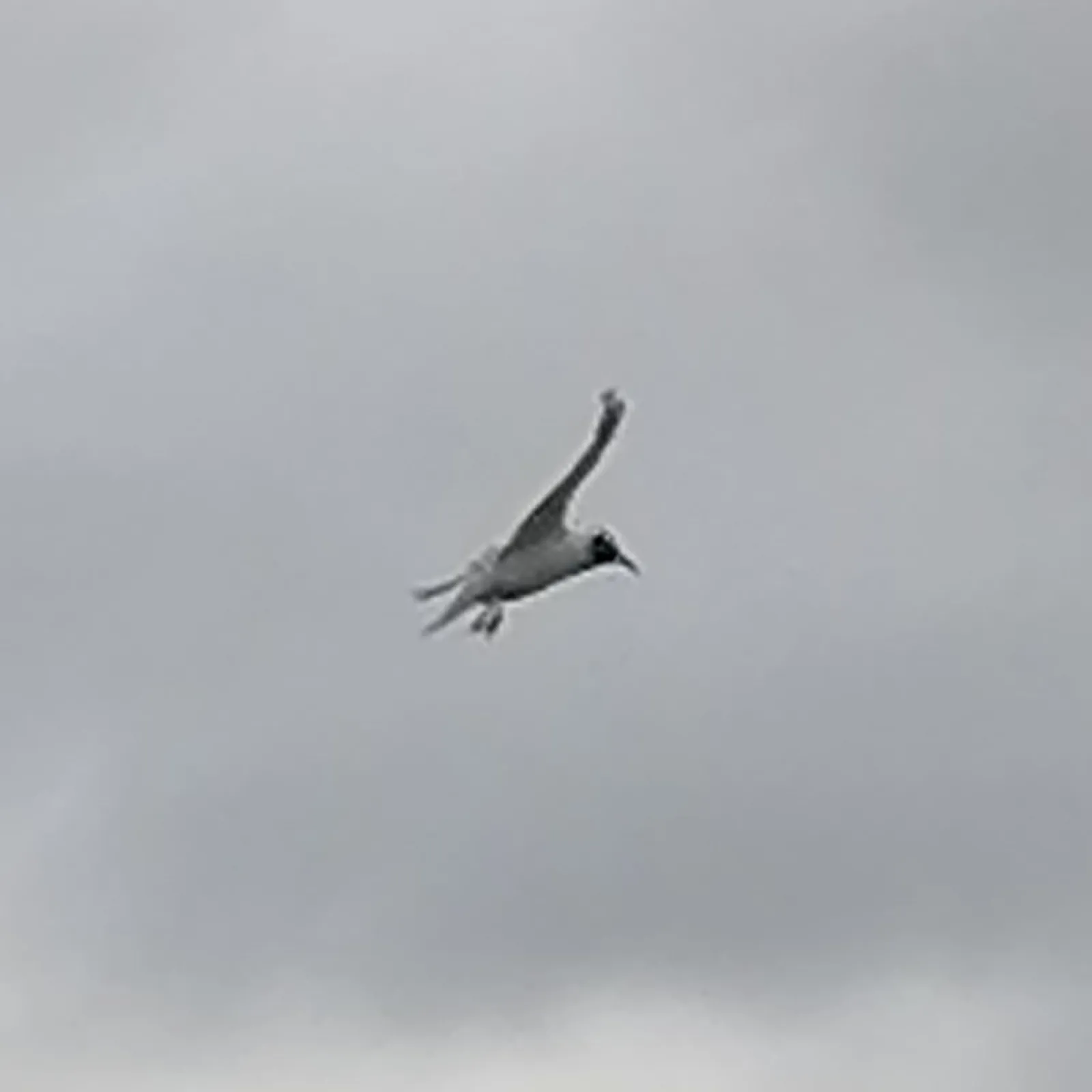 Gespotte Zwartkopmeeuw