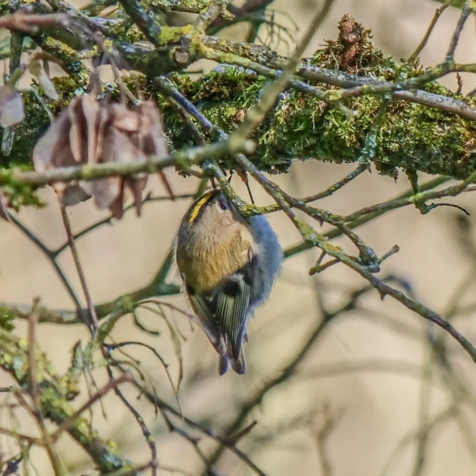 Gespotte Vuurgoudhaan
