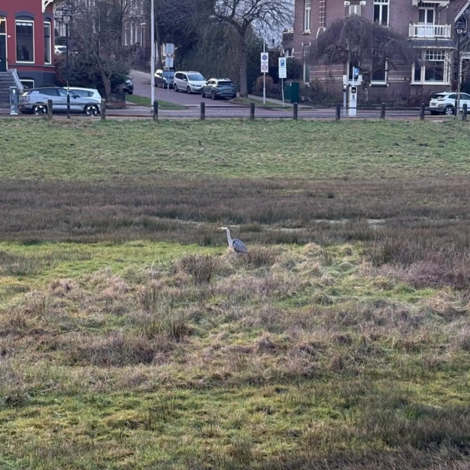 Gespotte Blauwe reiger