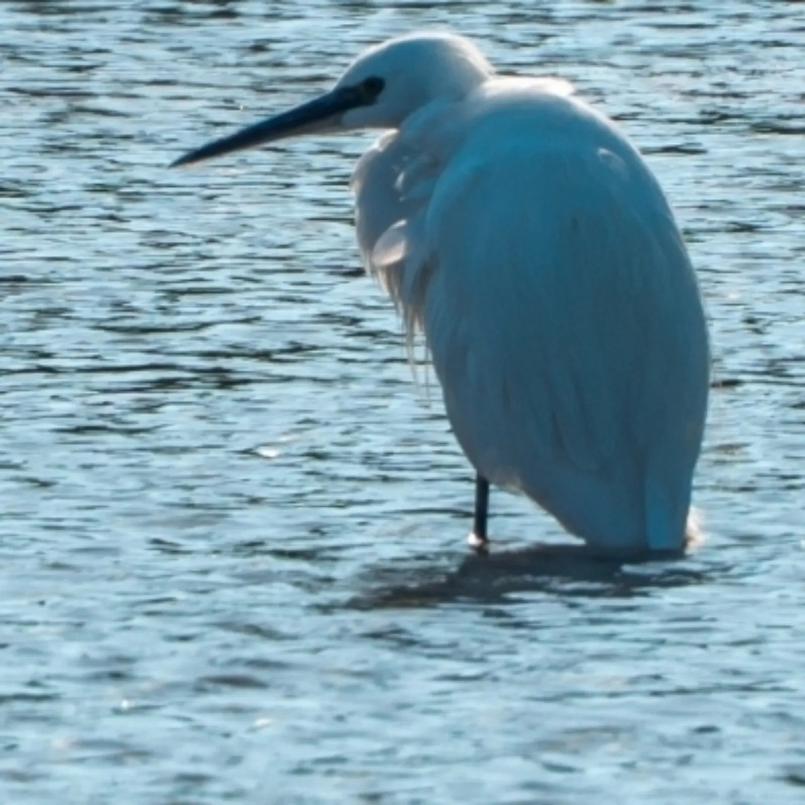 Waargenomen Kleine zilverreiger
