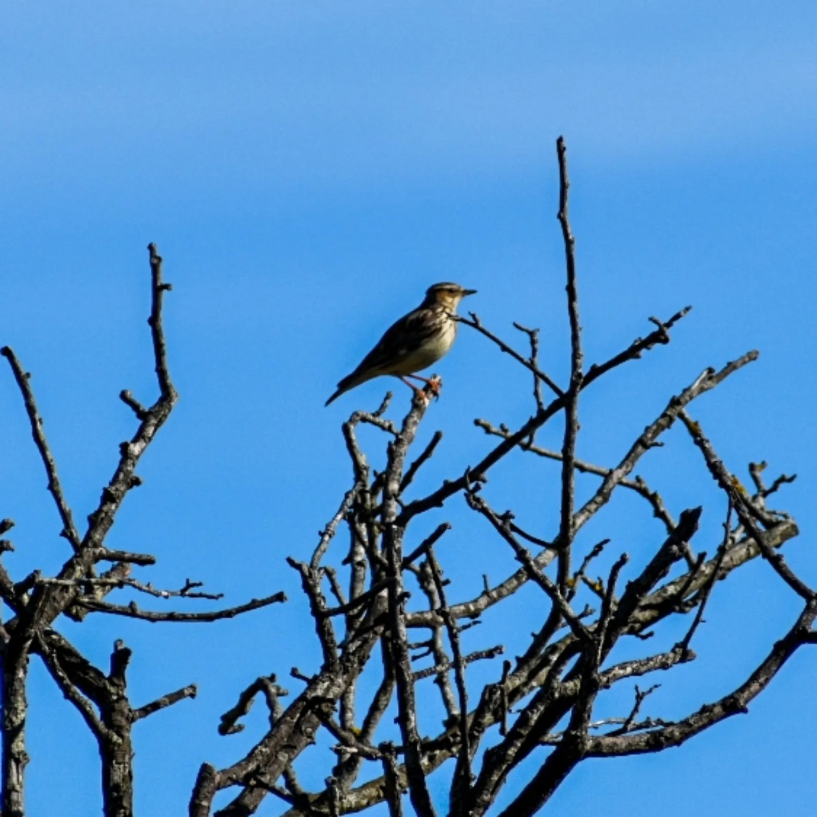 Gespotte Boomleeuwerik