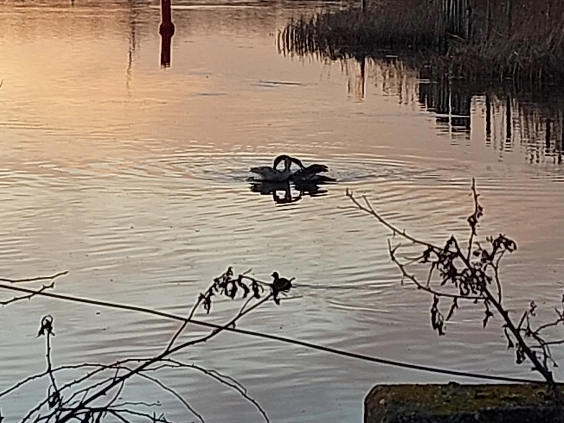 Gespotte Knobbelzwaan