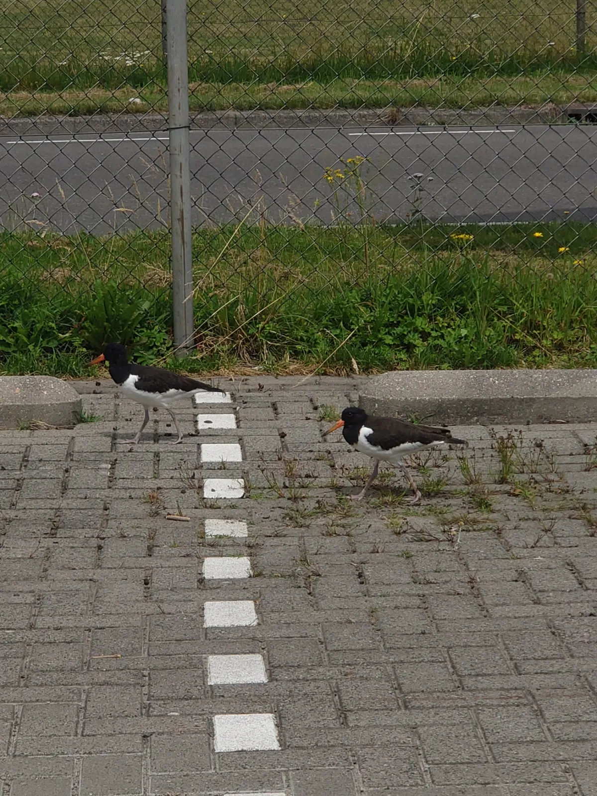 Waargenomen Scholekster