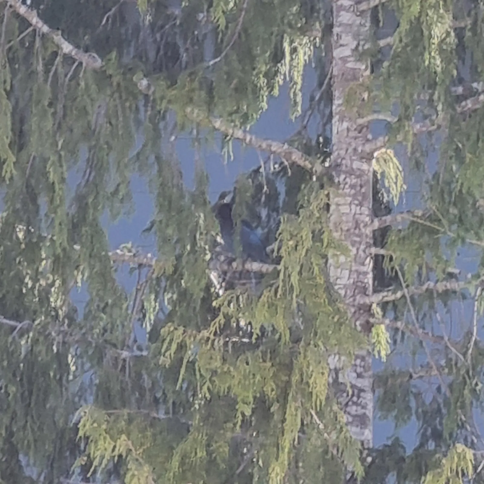 Spotted Steller's Jay