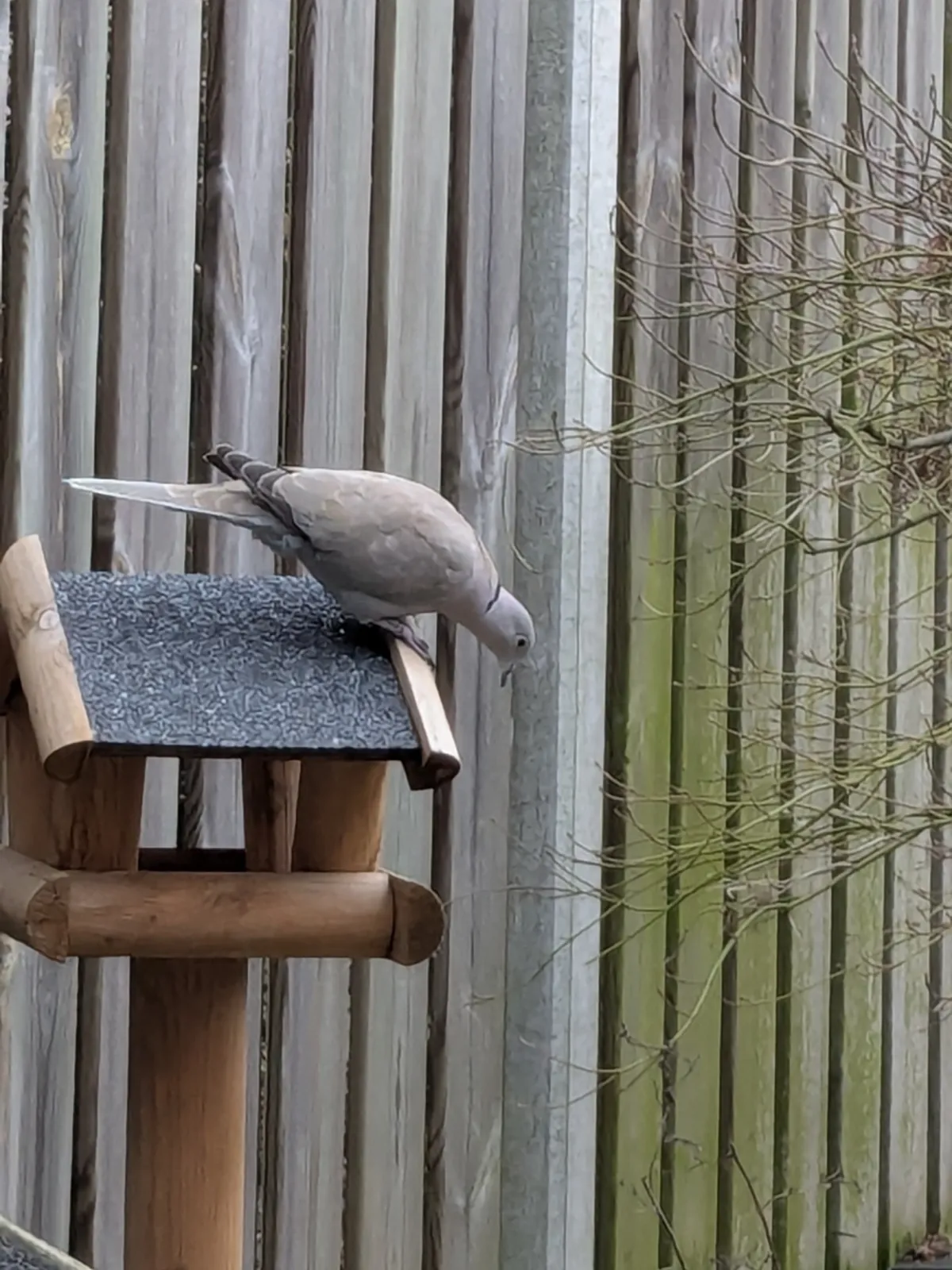 Gespotte Turkse tortel