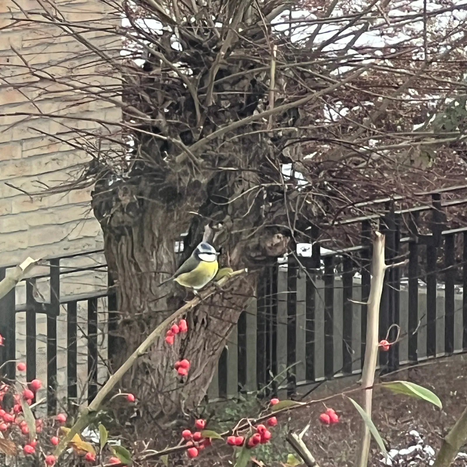 Spotted Eurasian Blue Tit
