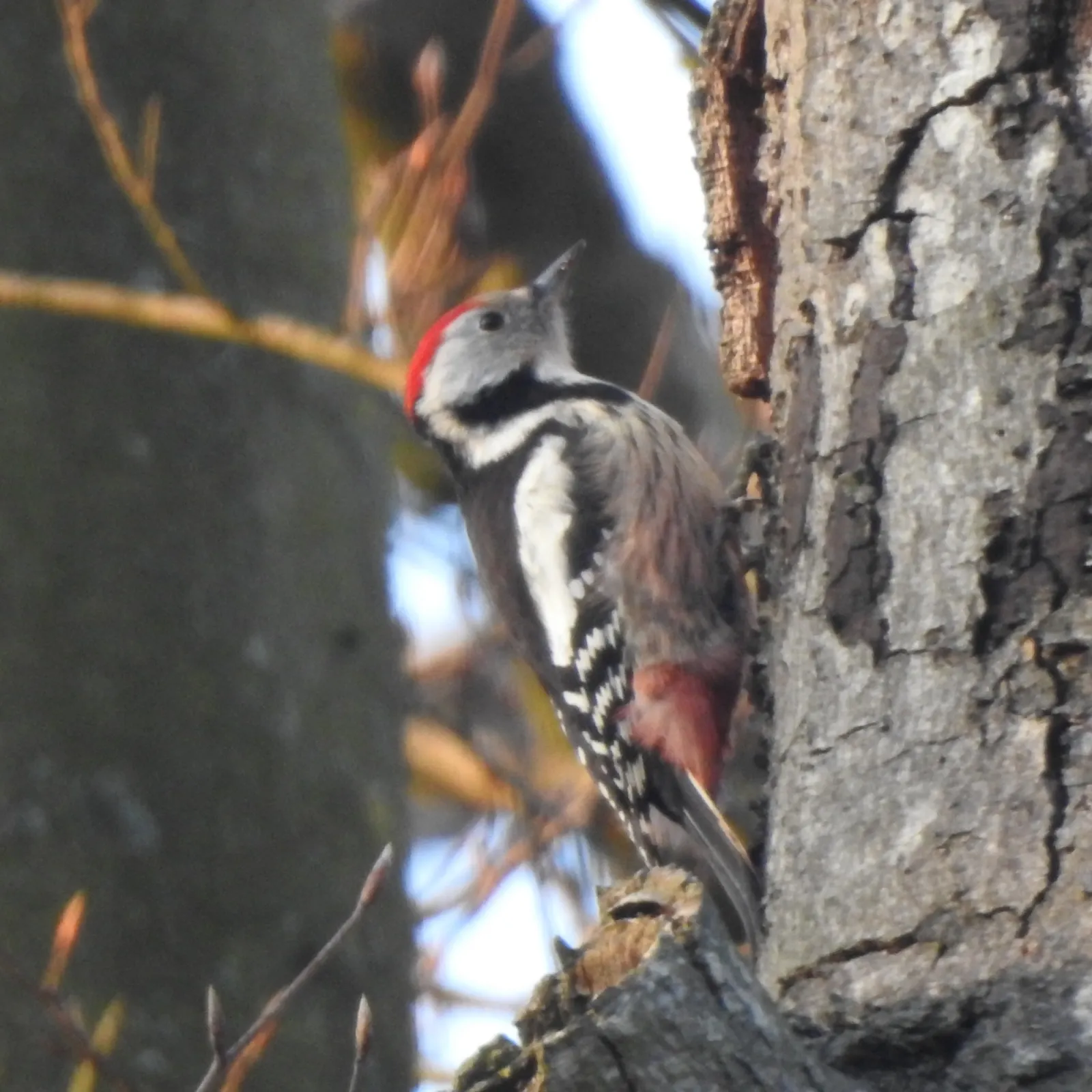 Gespotte Middelste bonte specht