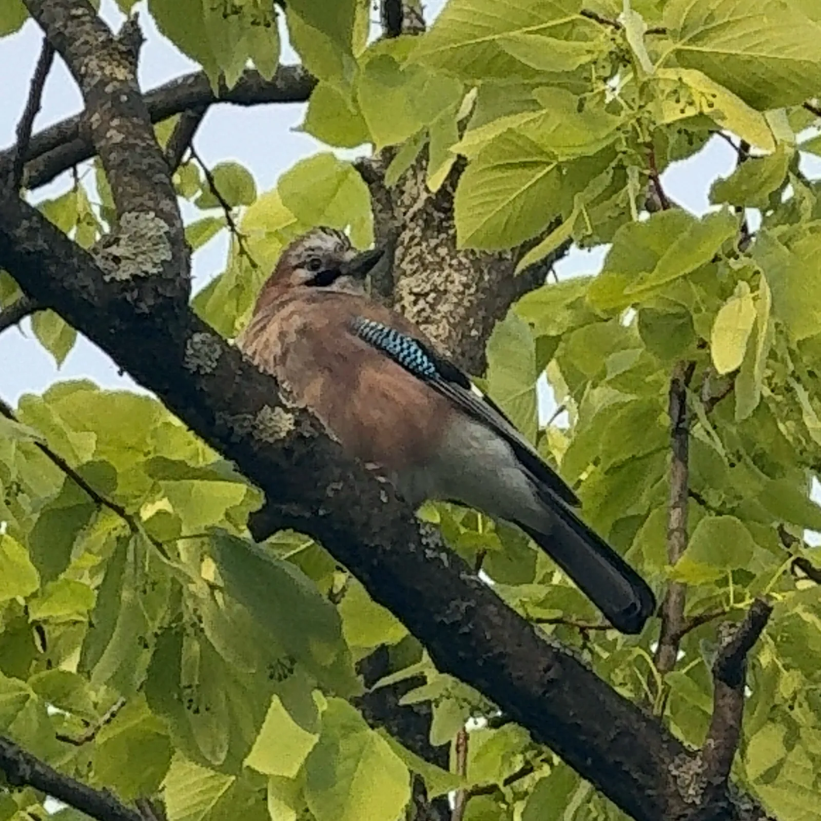 Spotted Eurasian Jay