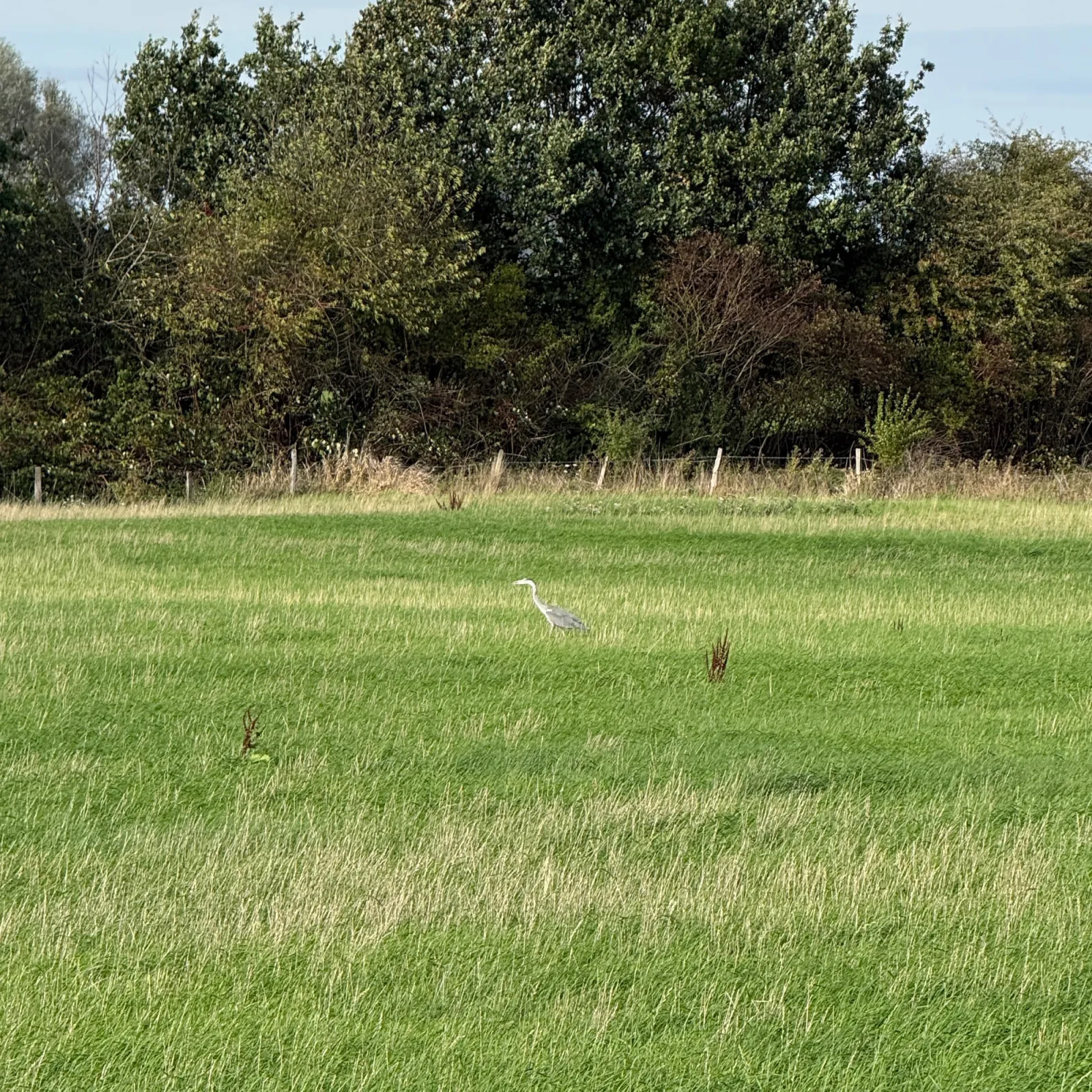 Waargenomen Blauwe reiger
