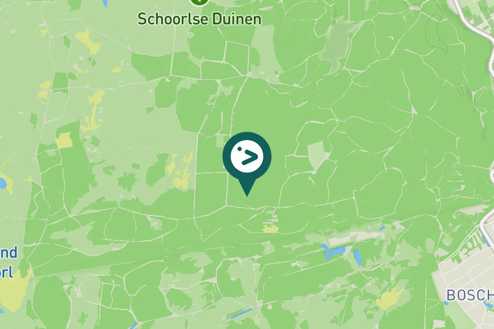 Spotted Eurasian Nightjar