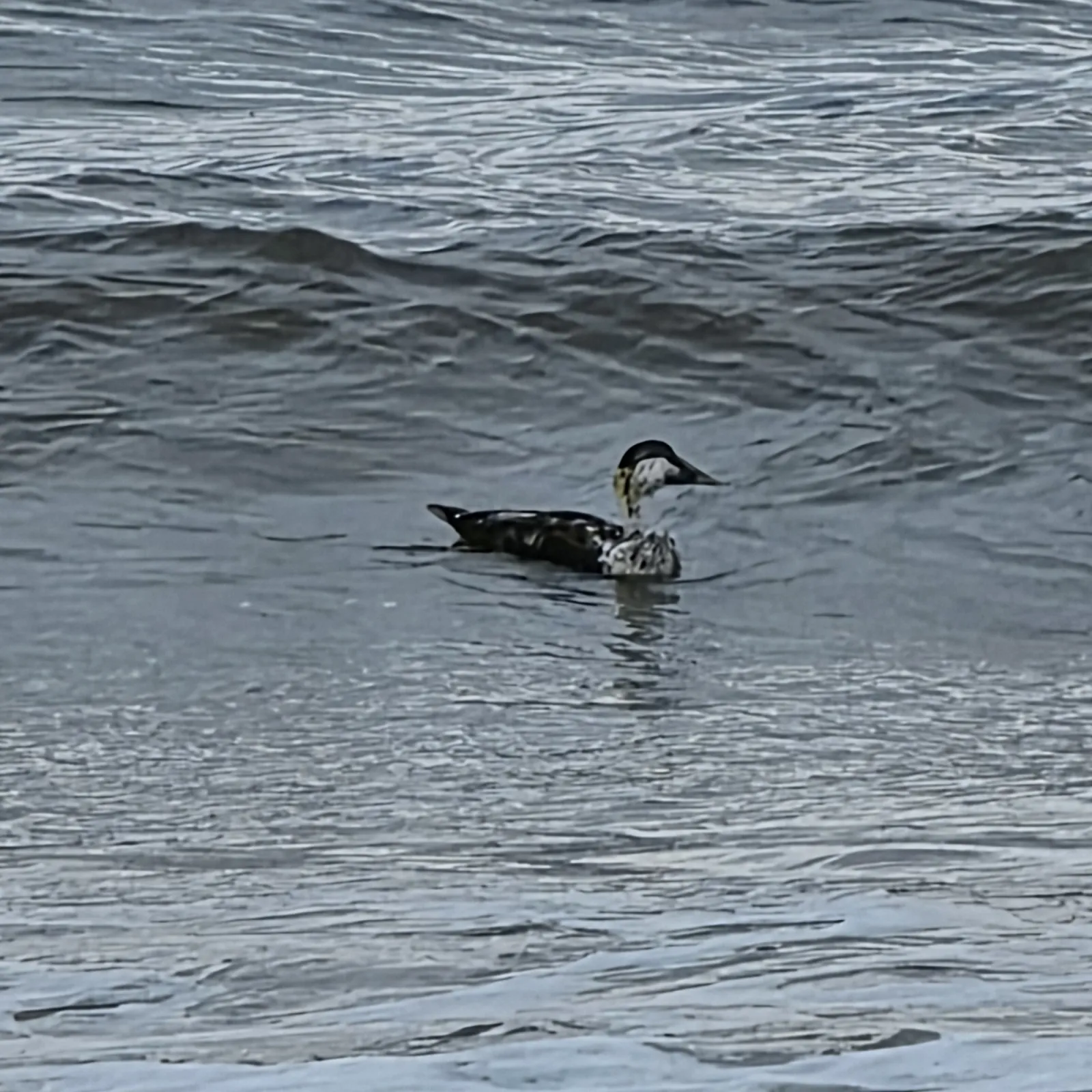 Spotted Common Eider