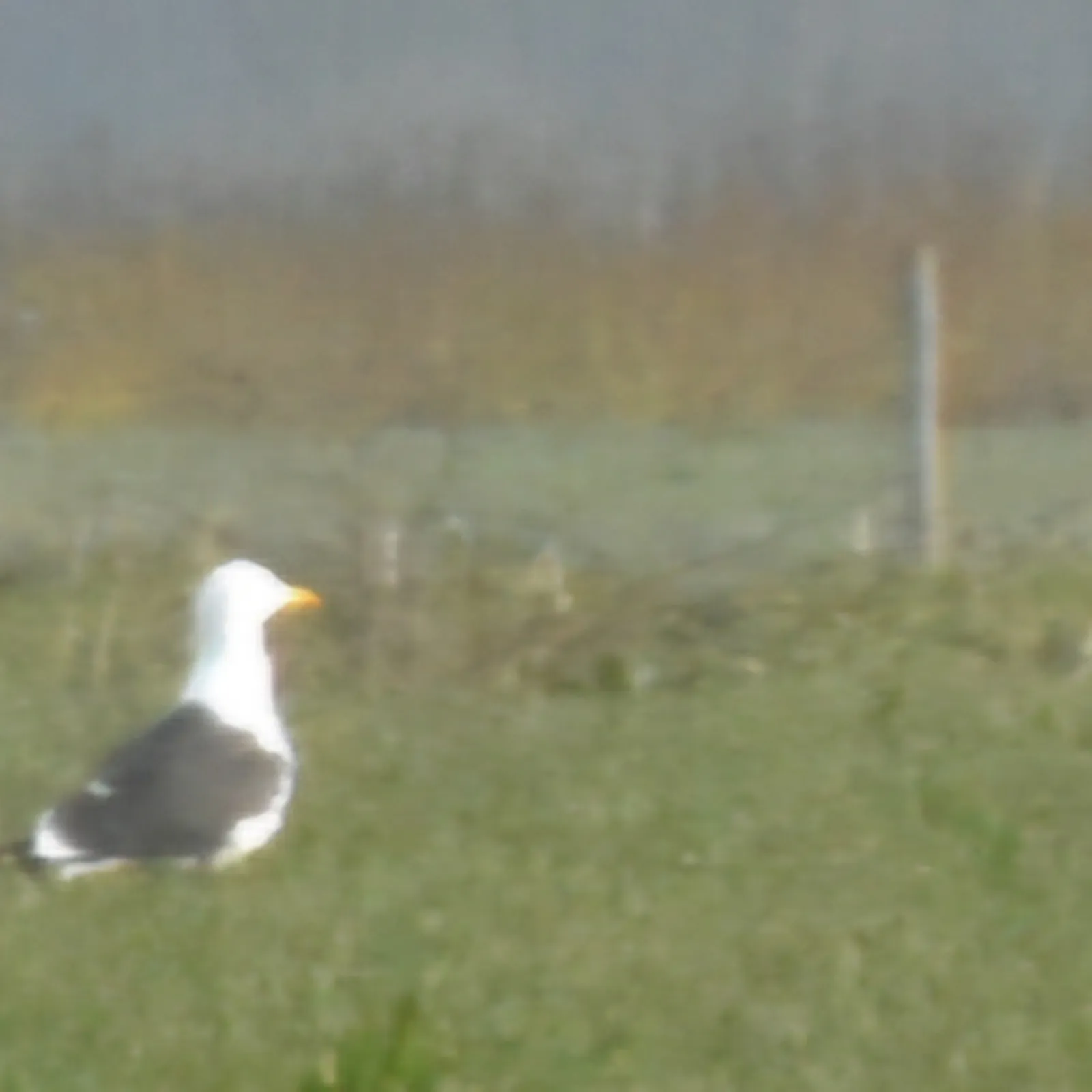 Gespotte Kleine mantelmeeuw