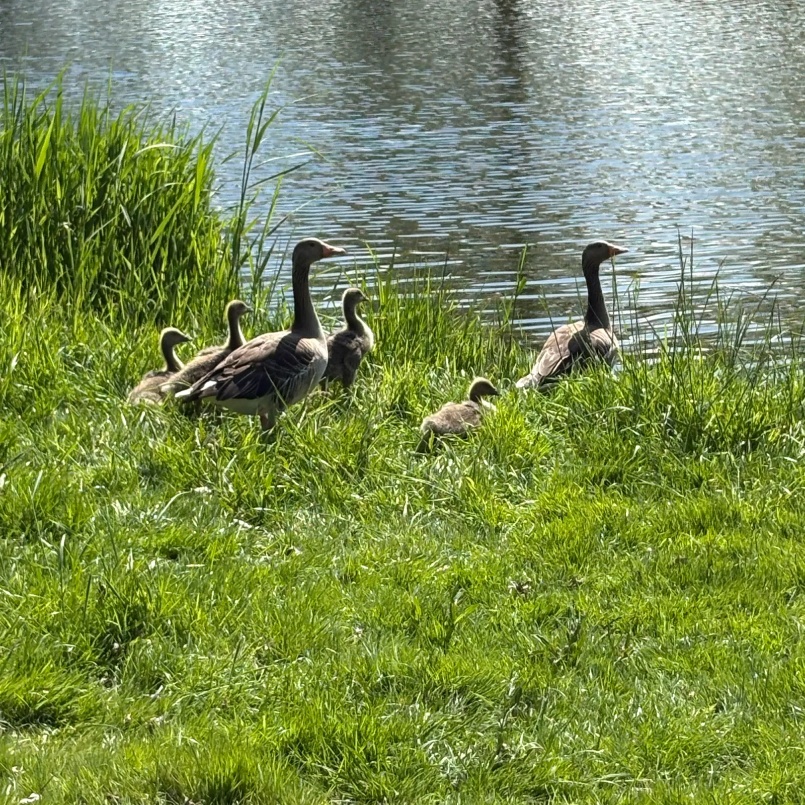 Waargenomen Grauwe gans