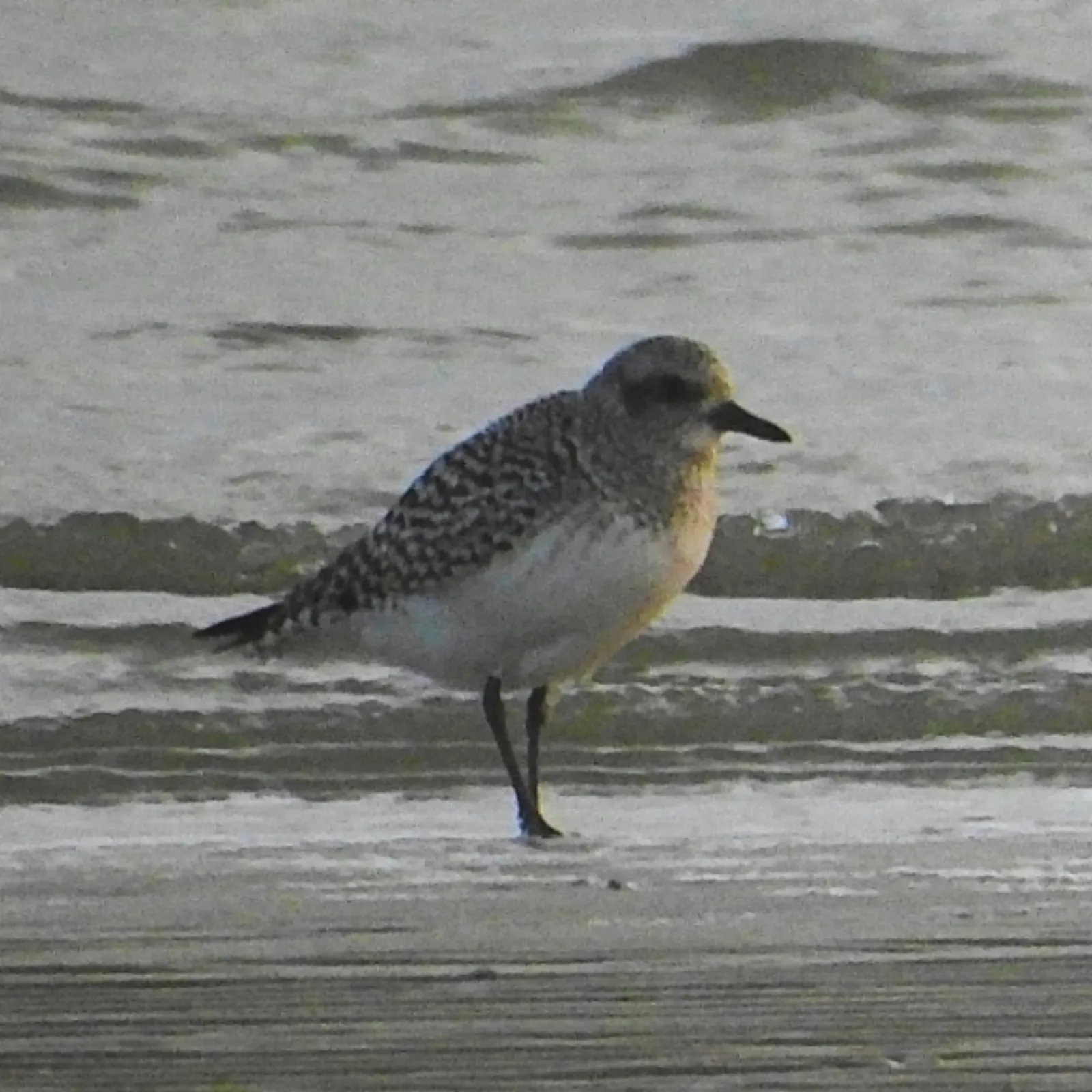 Gespotte Zilverplevier