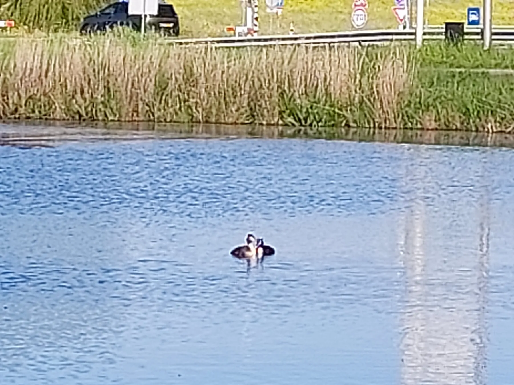 Waargenomen Fuut